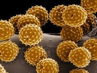 цветочная пыльца под микроскопом